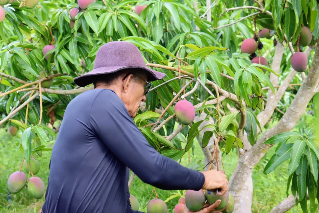 Técnicos do governo estadual levam experiência de uso do sulfocálcica para agricultores do Jacaré-Curituba