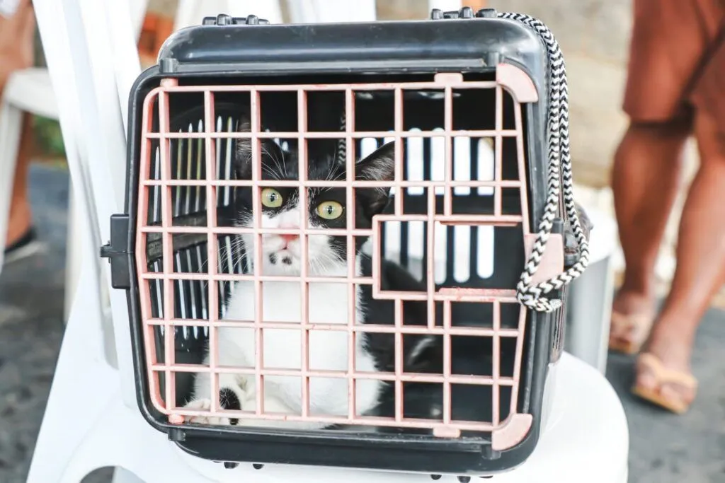 SES realiza credenciamento voltado a clínicas e hospitais veterinários para atender animais em situação de vulnerabilidade