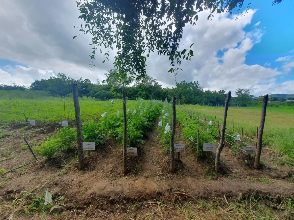 Emdagro avalia variedades de tomates para produção orgânica
