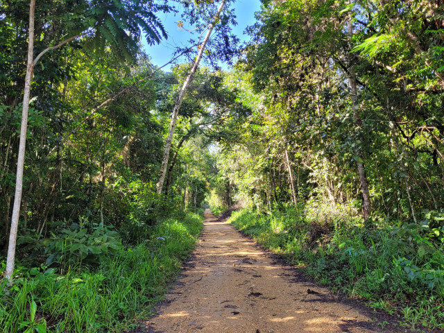 Sergipe celebra Dia da Árvore com meta de plantar 75 mil mudas nativas em todos os municípios