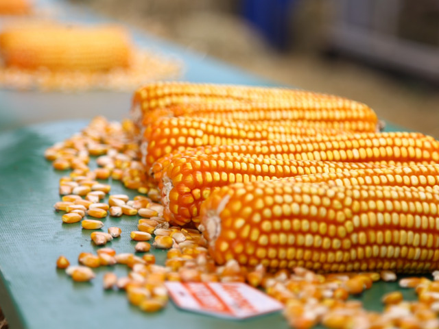 Produção agrícola de Sergipe segue em expansão e projeção indica mais de 1 milhão de toneladas de grãos em 2025