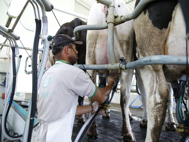 Três cidades sergipanas entram no ranking dos 20 maiores produtores de leite do país, diz IBGE