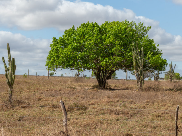 Governo de Sergipe abre três consultas públicas para elaborar Plano Estadual de Ações Climáticas