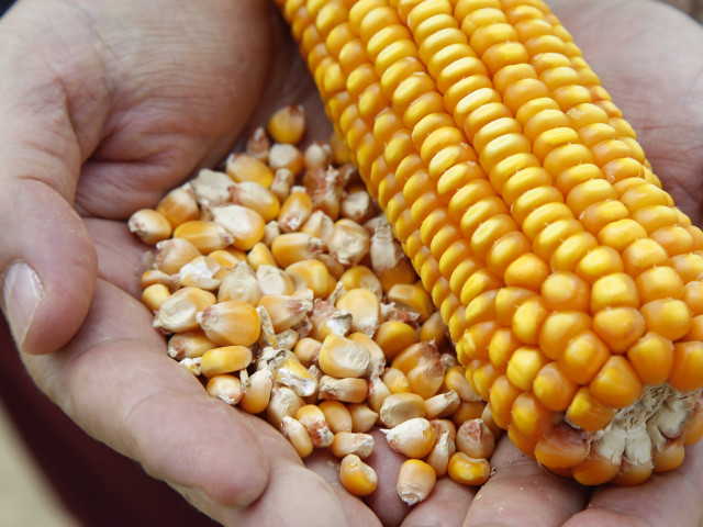 Safra de milho bate recorde em Sergipe e cresce 18,8% em quatro anos