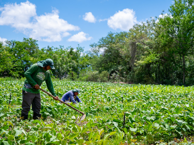 Projeto agroflorestal em Moita Bonita vira referência de produção sustentável em Sergipe