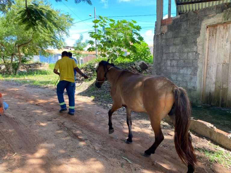 Ação da Prefeitura de Aracaju garante segurança com apreensão de animais no 17 de Março