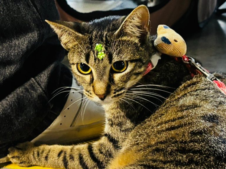 Campanha de Adoção de Animais em Aracaju neste fim de semana