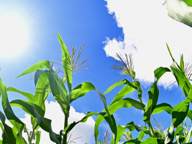 Perímetros irrigados de Sergipe fortalecem produção de alimentos típicos juninos