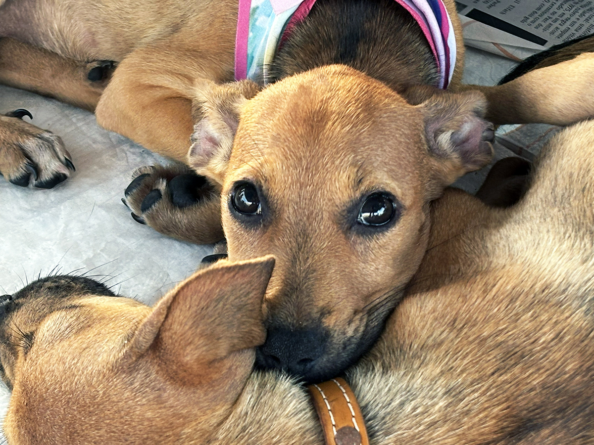 Adoção Animal: Amigo Pet acontece neste sábado em Aracaju