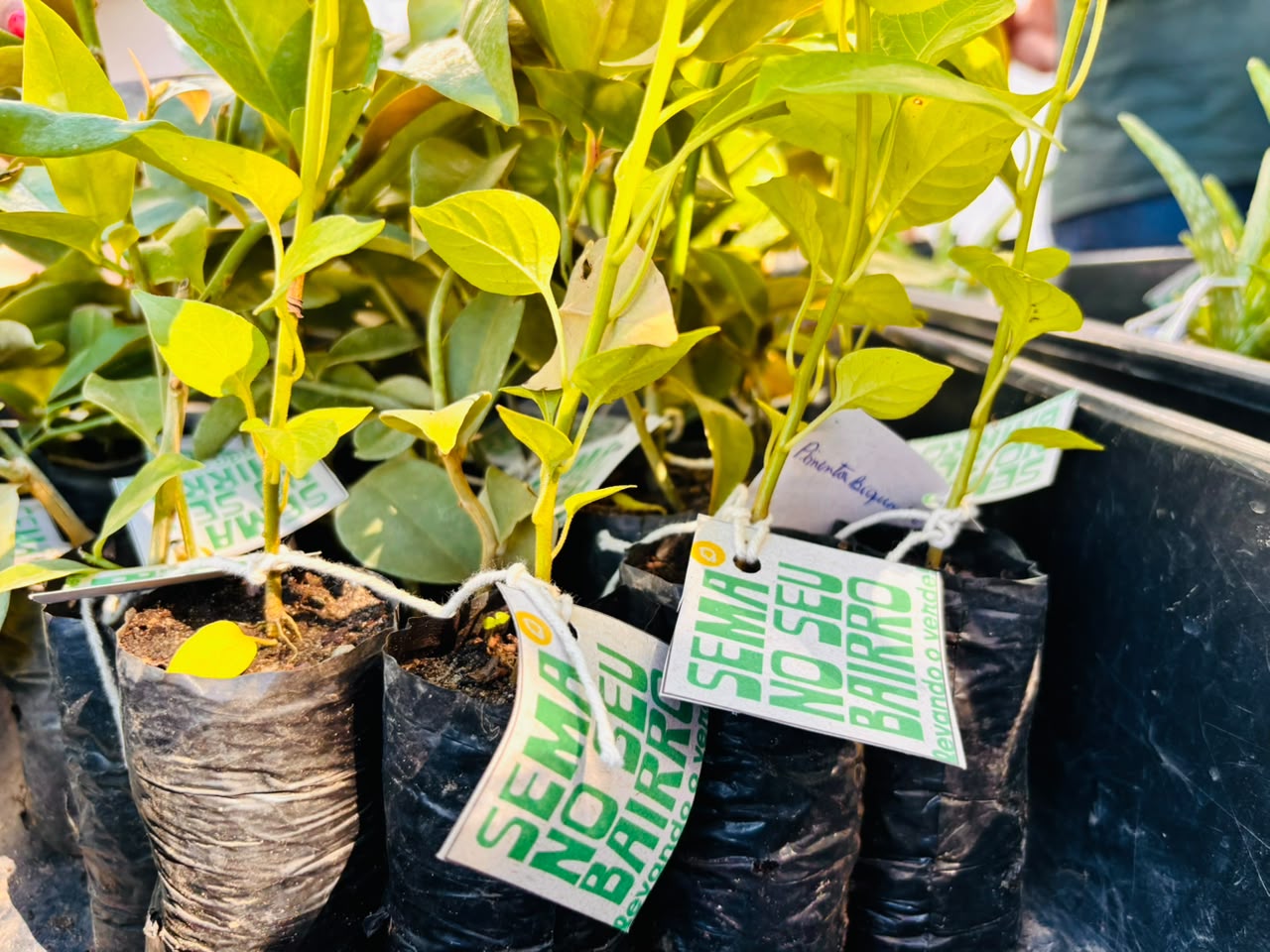 Aracaju doa mais de mil mudas e fortalece arborização em junho