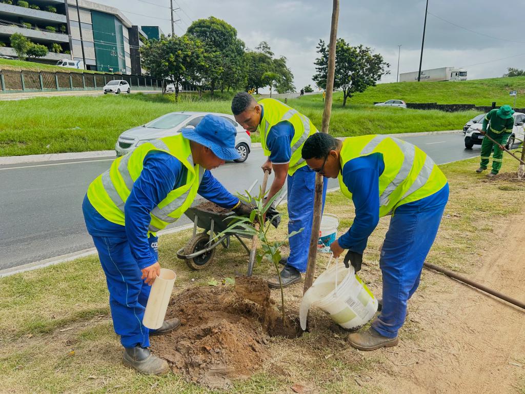 Avenida Tancredo Neves ganha 100 novas craibeiras em ação pela arborização