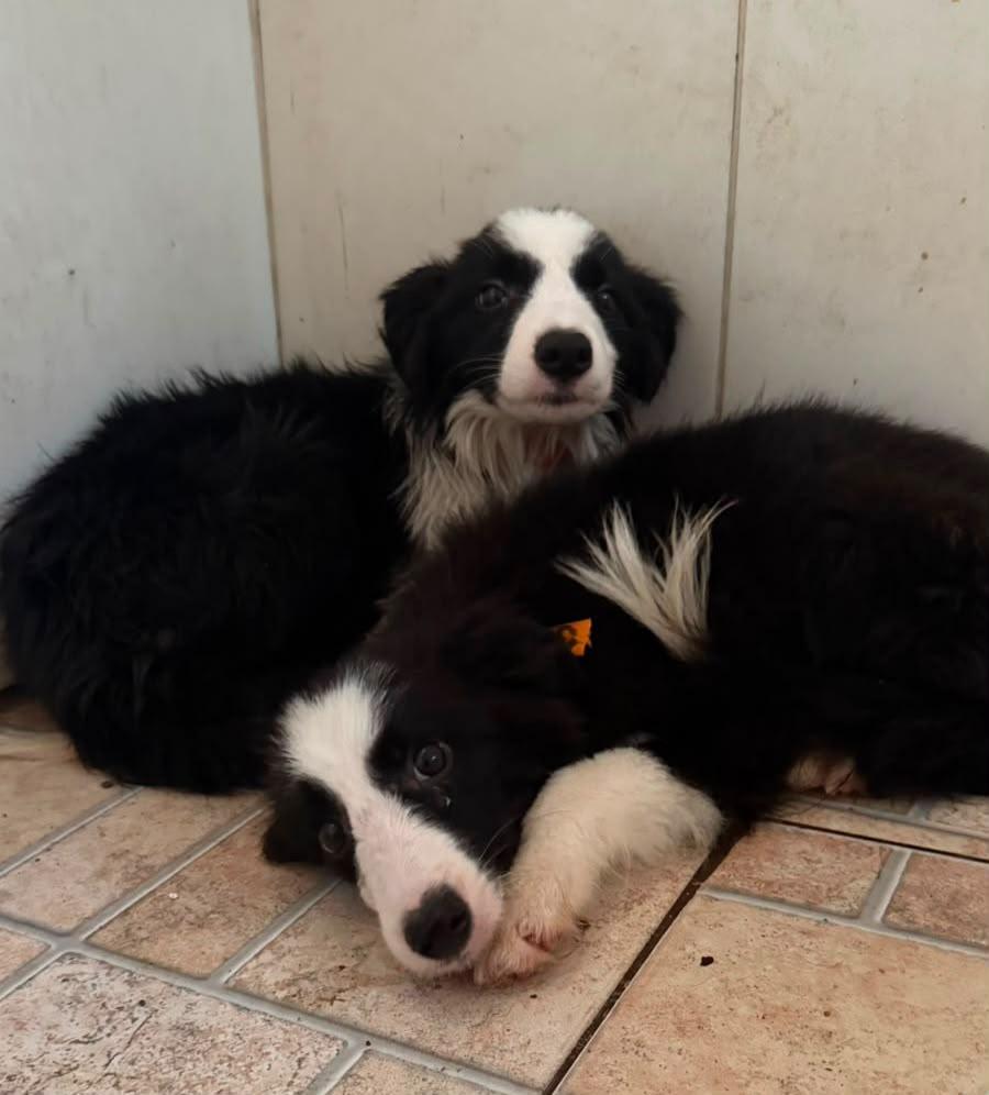 Prefeitura de Aracaju oferece atendimento veterinário a cães resgatados em Estância