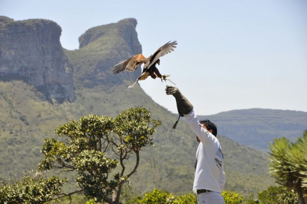 Apresentação de falcoaria no Parque dos Falcões, em Itabaiana